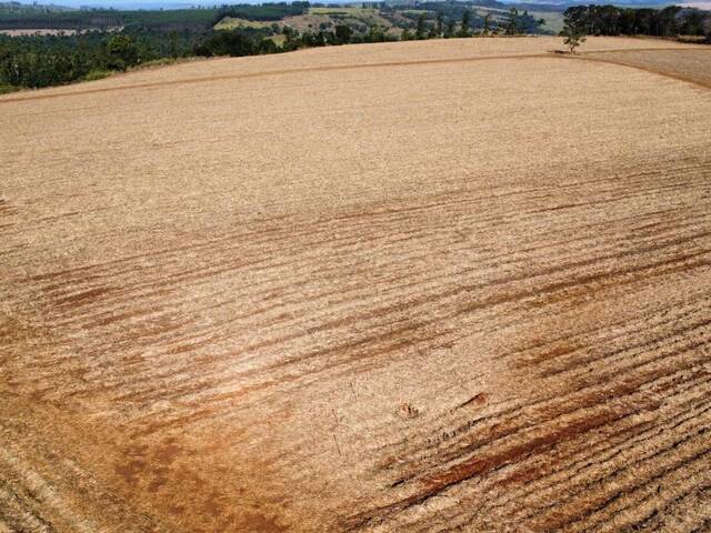 #117 - Chácara para Venda em Leme - SP